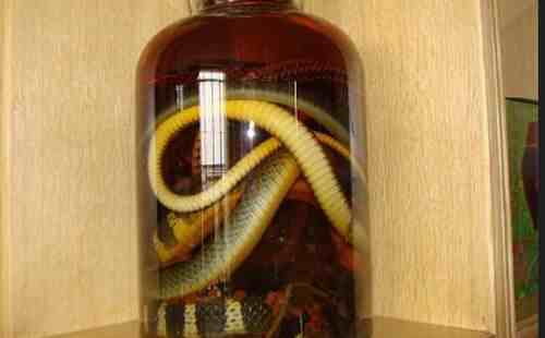 毒蛇泡酒有毒吗 毒蛇泡酒能喝吗