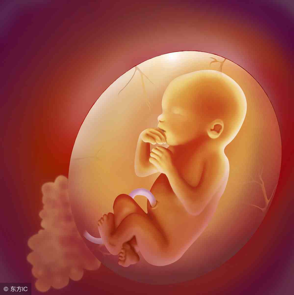 6个月的胎儿长什么样子？准妈妈身体有什么变化？看后觉得好神奇