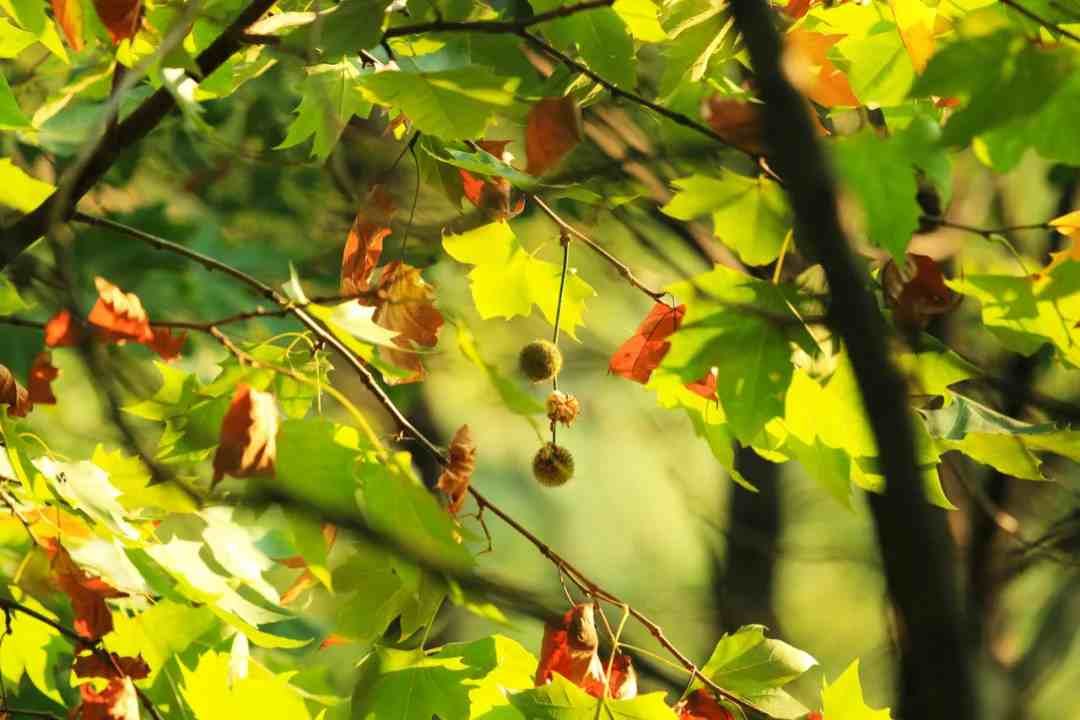 立秋是什么意思|二十四节气之立秋