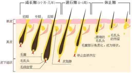 冰点脱毛要几次|冰点脱毛多久做一次比较好？