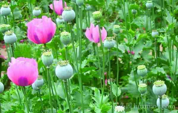 罂粟花的传说|罂粟花的花语是什么？