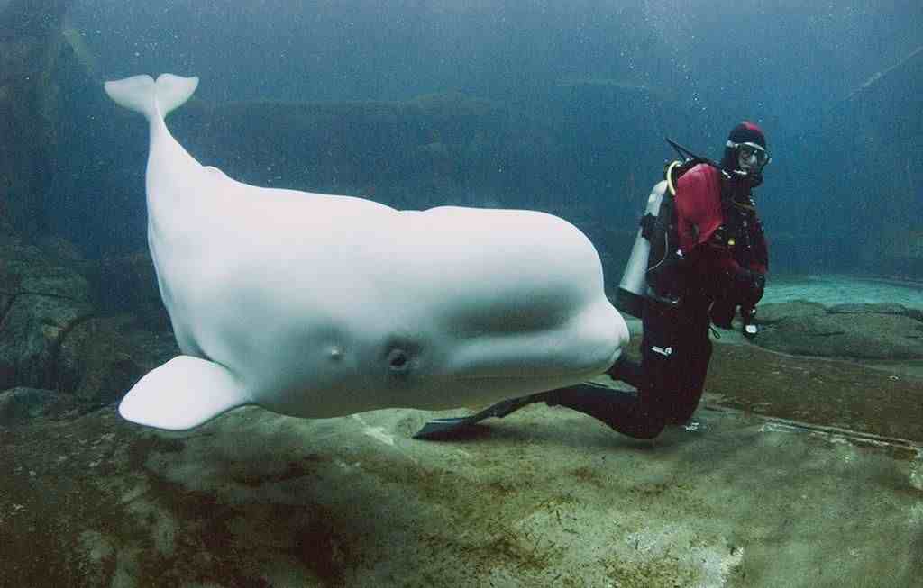 物种百科：白鲸