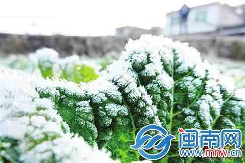 大雪祝福语问候语大全 大雪吃什么养生？大雪吃什么传统食物