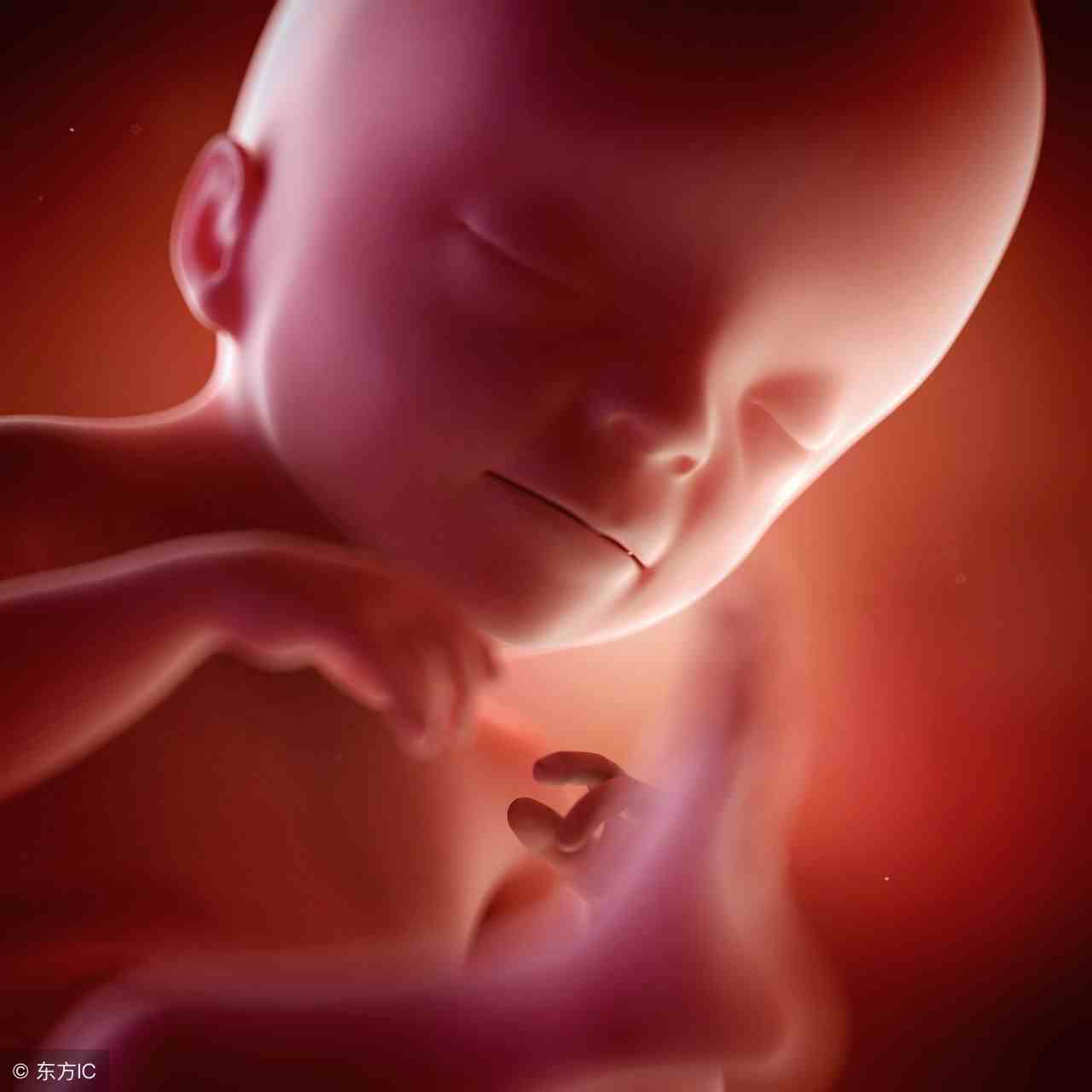 孕6个月的胎儿是什么模样？这就带你看真相！「准妈妈们收藏」