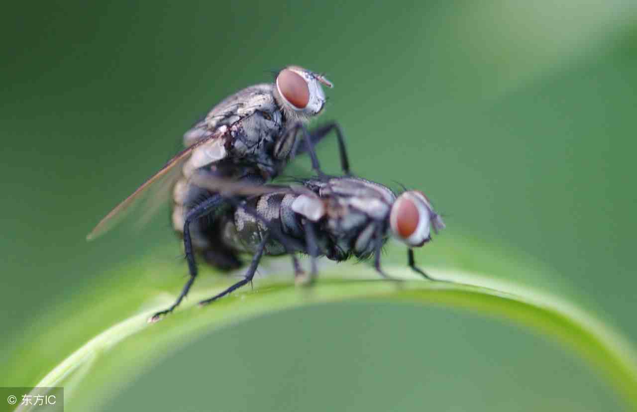 灭苍蝇的方法|你知道苍蝇怕什么嘛？
