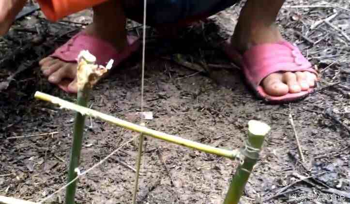 农村里的人是这样抓野鸡的，用细竹竿做陷阱很好用