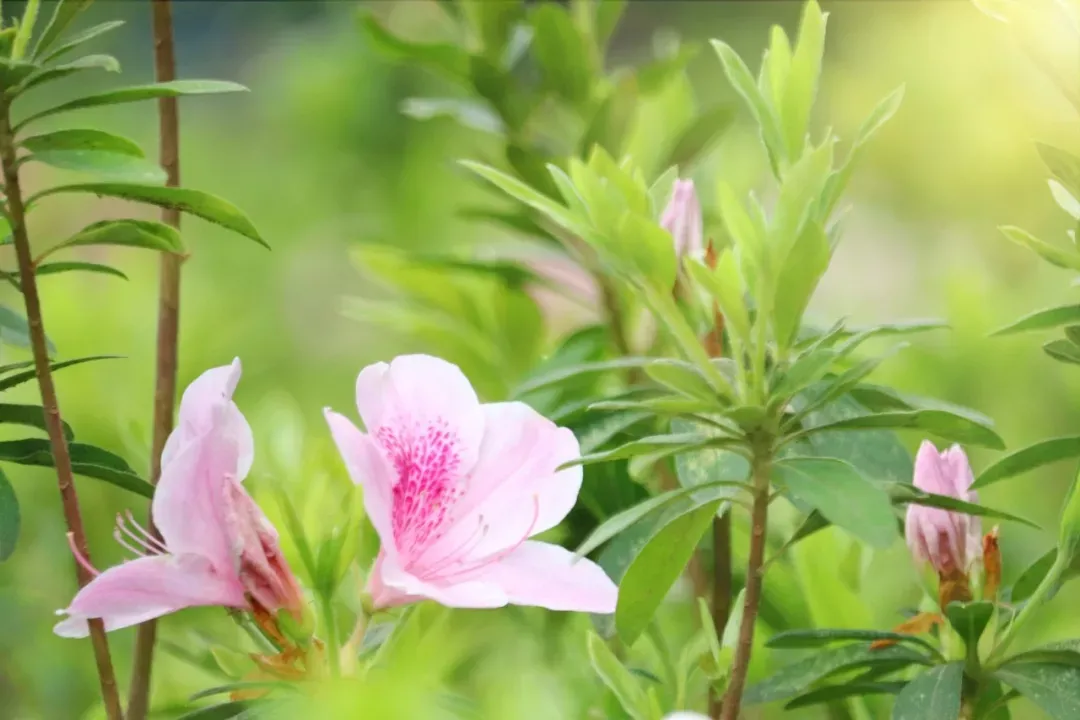 春天有哪些花|15种开在春天的花