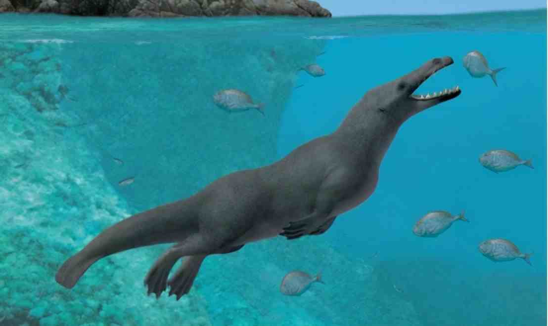 海豚是哺乳动物吗|海豚是怎么繁殖的？