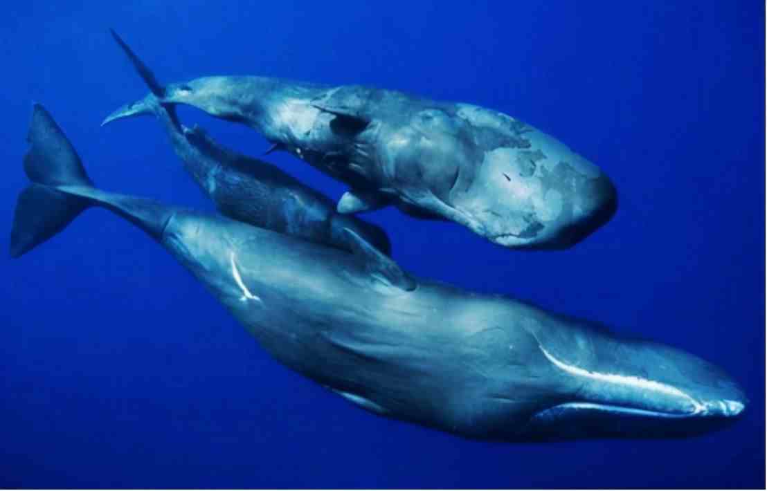 海豚是哺乳动物吗|海豚是怎么繁殖的？