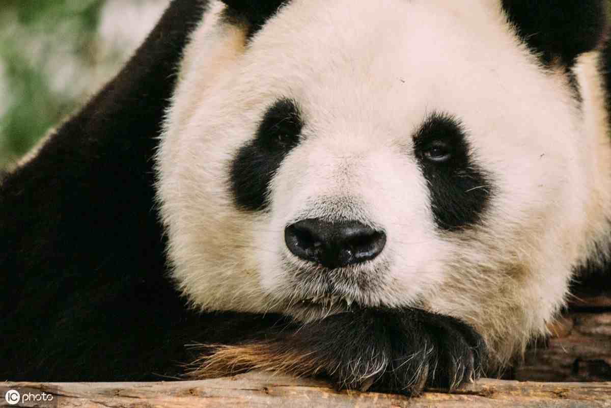 活化石多了，为什么大熊猫能成“国宝”？