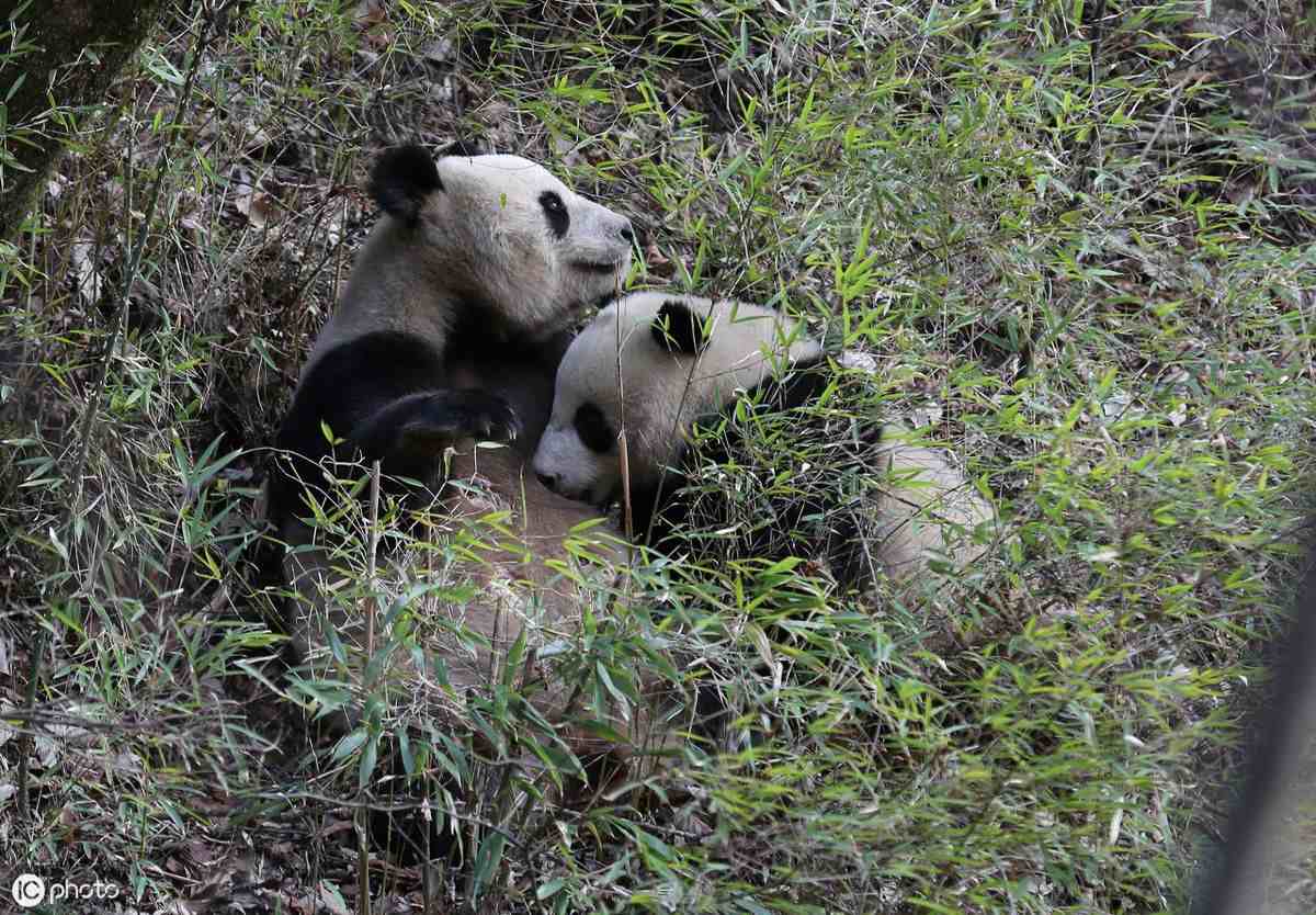 活化石多了，为什么大熊猫能成“国宝”？