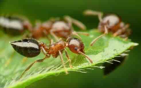 家里有蚂蚁怎么办能除根吗|家里有蚂蚁怎么消灭？