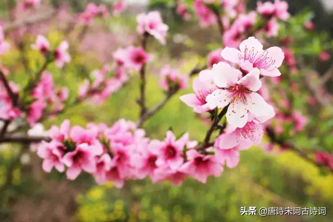 有关桃花的诗句|48首桃花诗词