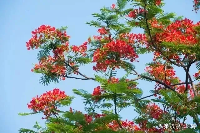 珠海一日游|珠海自由行一日游攻略