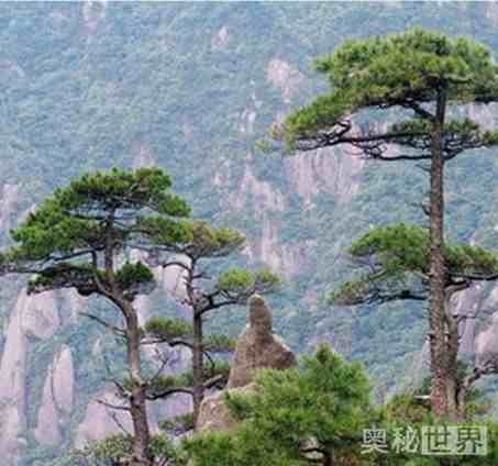 岁寒三友是指哪三个|岁寒三友的意思