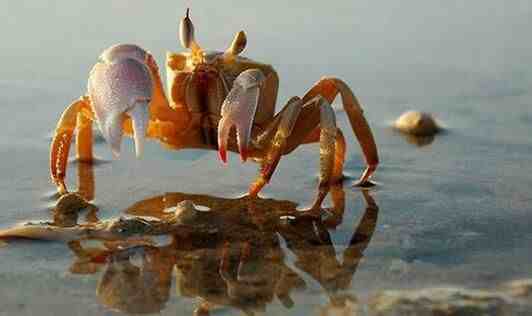 活螃蟹怎么保存过夜|活螃蟹怎么保存