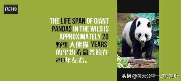 熊猫的知识资料大全|20个熊猫趣味冷知识