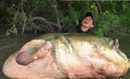 世界上最大的鱼是什么鱼
