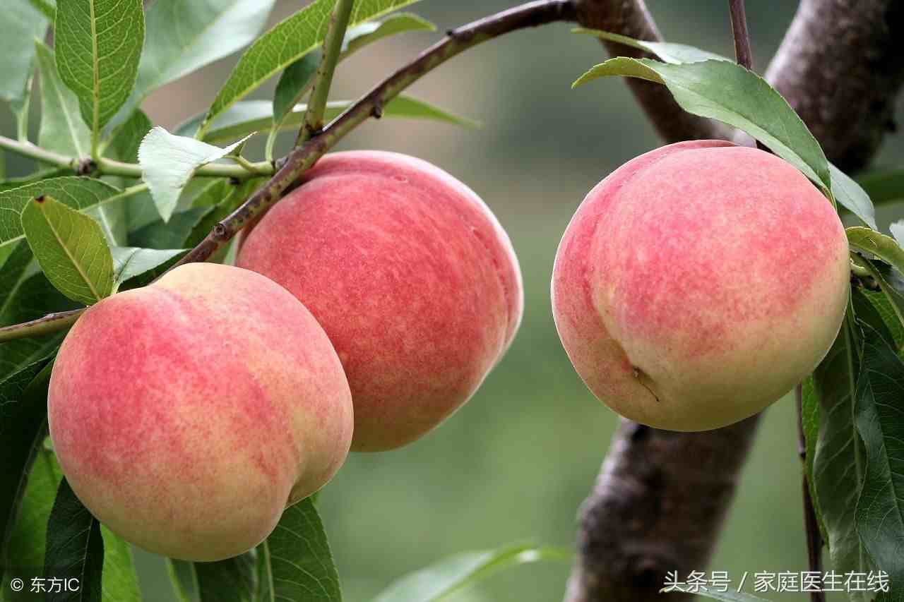 吃桃子的好处|桃子有两大营养价值呢