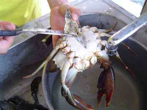 家常洗螃蟹的方法，清洗干净之后这样吃才营养！