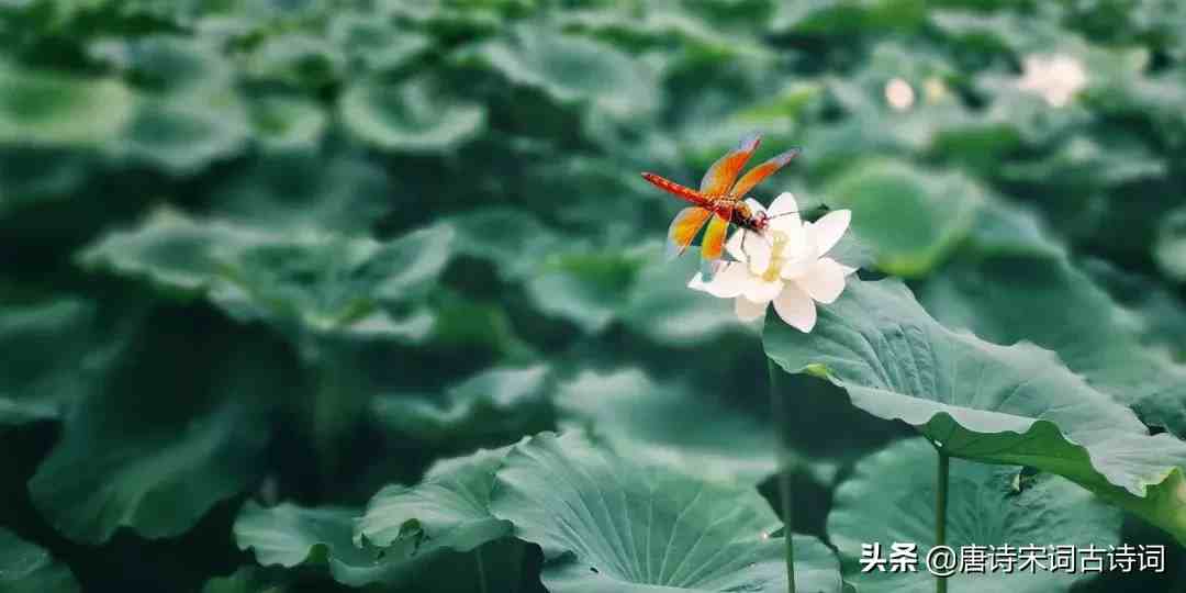 夏至诗词|25首夏至诗词