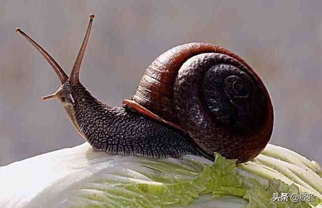 蜗牛吃什么食物？