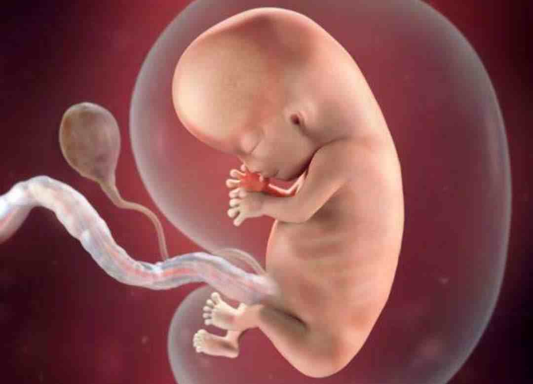 五个月的胎儿图|怀孕5个月的胎儿是什么样子的？