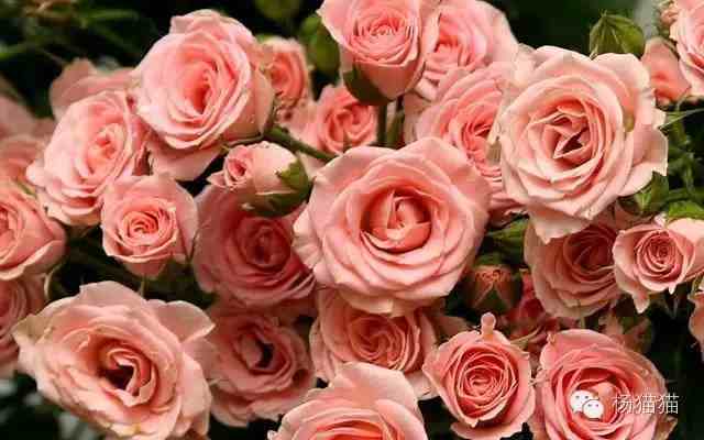 11朵玫瑰花语的含义