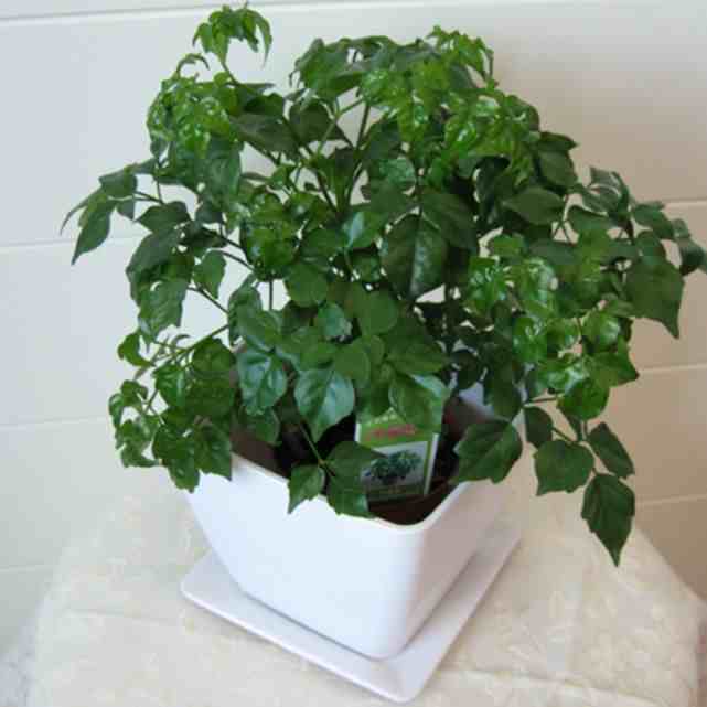 室内净化空气的植物|净化空气最佳植物排名！