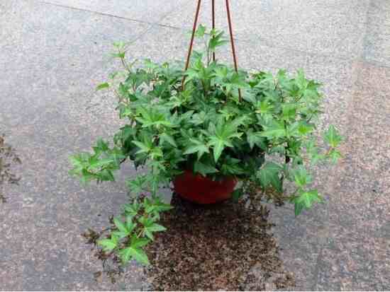 室内净化空气的植物|净化空气最佳植物排名！