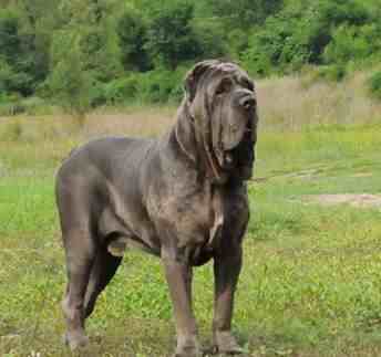 世界十大最凶猛猛犬|世界十大强悍猛犬