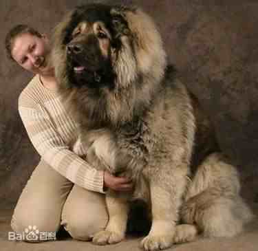 世界十大最凶猛猛犬|世界十大强悍猛犬
