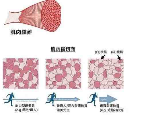 晚上跑步可以减肥吗|晚上跑步真的会瘦吗？