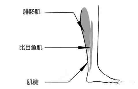 晚上跑步可以减肥吗|晚上跑步真的会瘦吗？