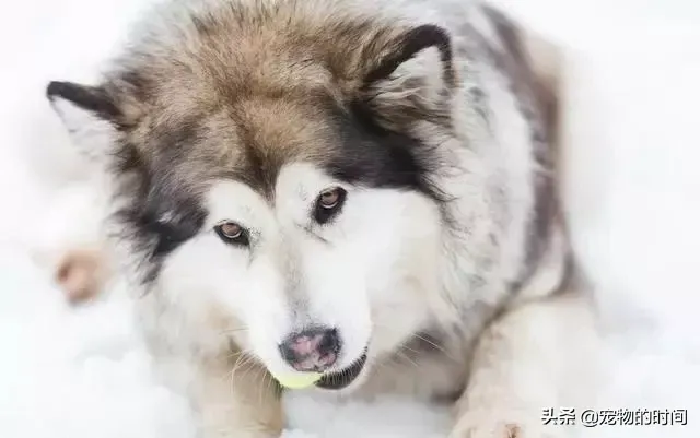 阿拉斯加雪橇犬怎么养|新手如何饲养阿拉斯加犬？
