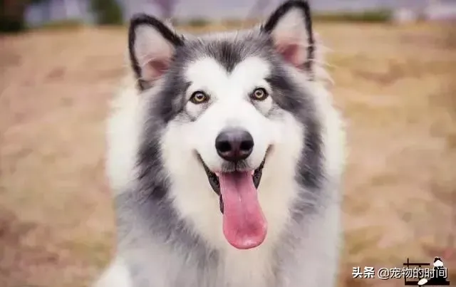 阿拉斯加雪橇犬怎么养|新手如何饲养阿拉斯加犬？