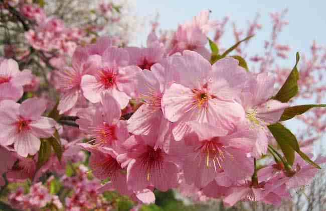 樱花有哪些品种和颜色 |樱花的颜色有几种？