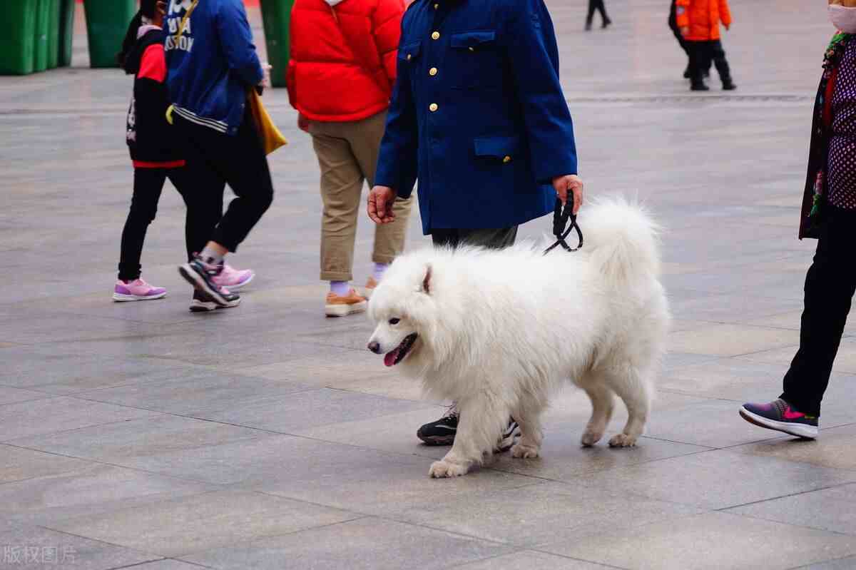 成年萨摩耶犬多少钱一只|萨摩耶多少钱一只？