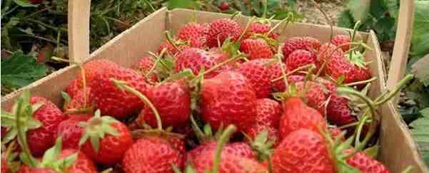 草莓什么时候种植最好|草莓几月份种植最好