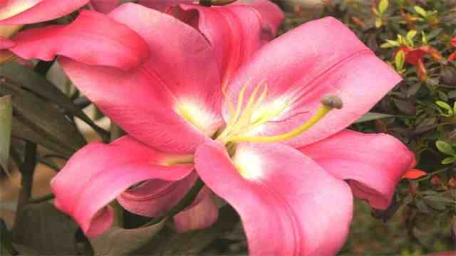 粉百合花语是什么 ？|粉色百合花语
