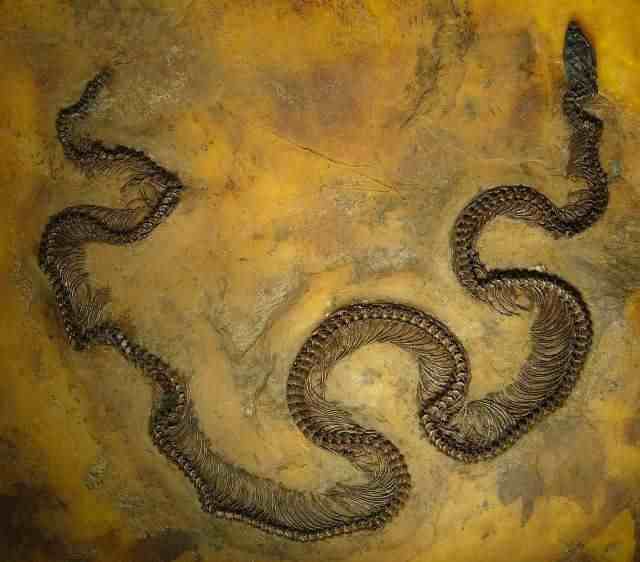 世界上最大的蛇究竟有多大？