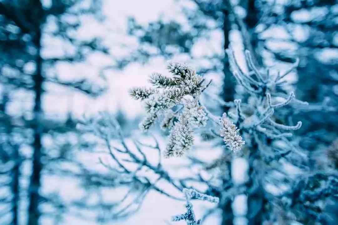 关于雪的诗词|关于雪的20句诗词