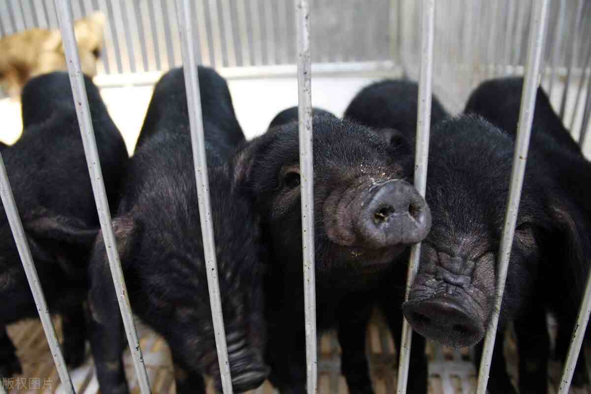 黑猪养殖|黑猪的养殖模式