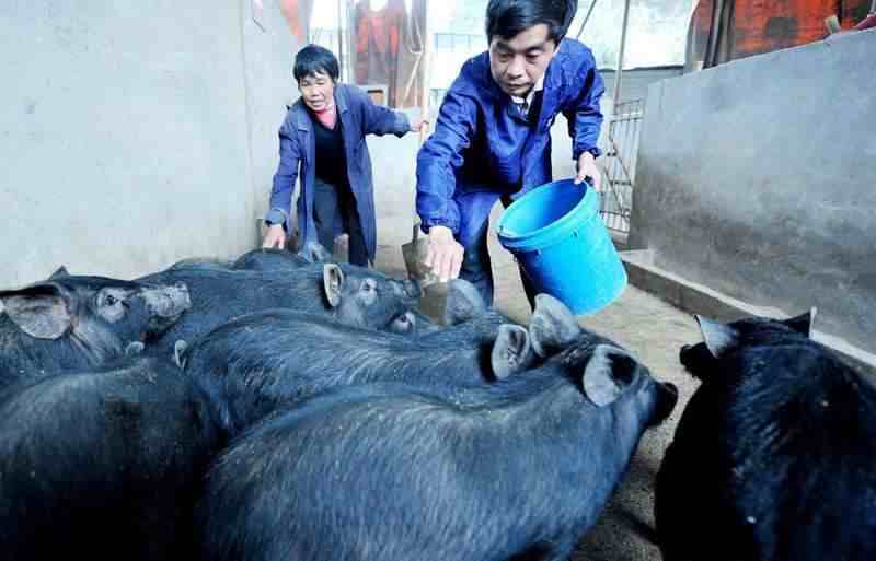 黑猪养殖|黑猪的养殖模式