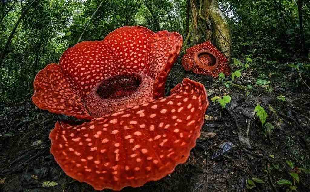 奇特的植物|世界上最奇葩的十种植物