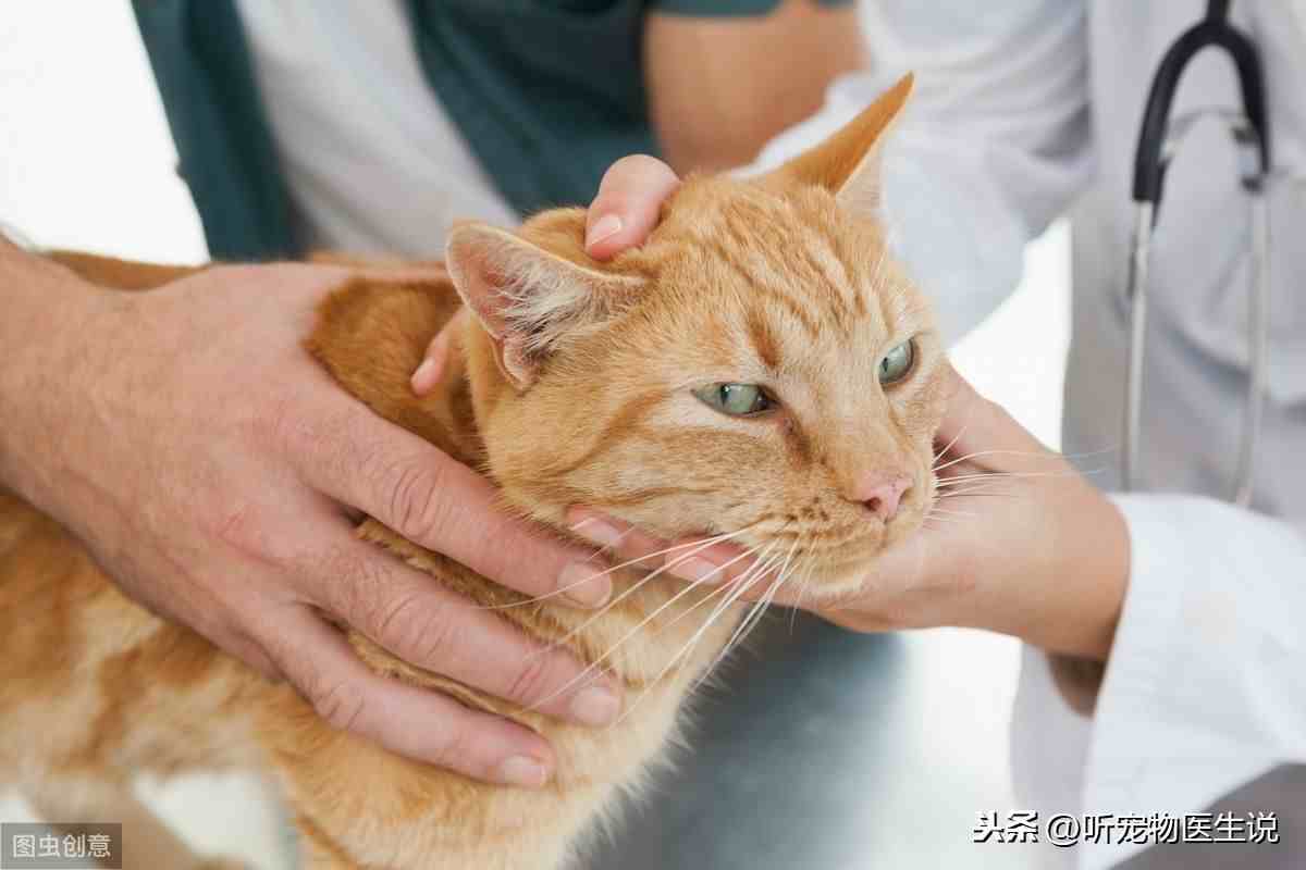 怎样养猫|如何科学饲养猫咪