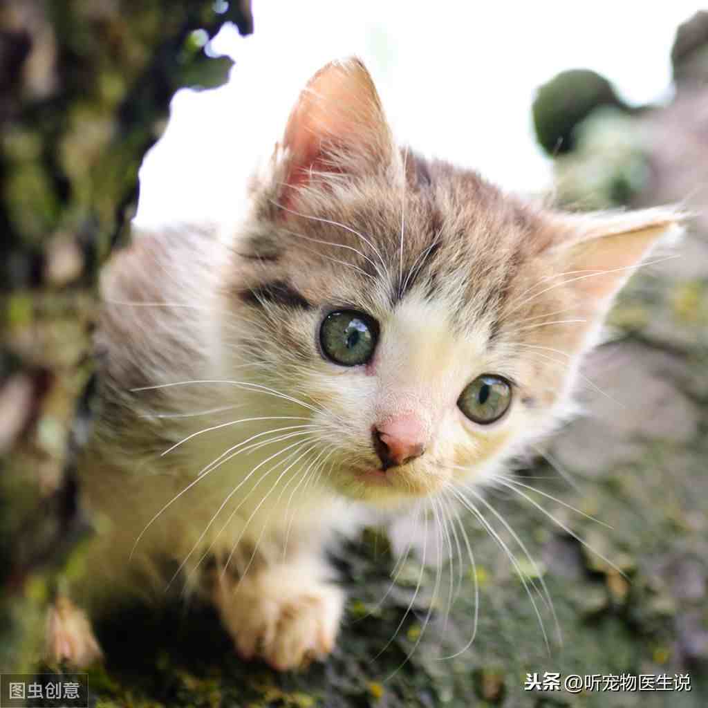 怎样养猫|如何科学饲养猫咪