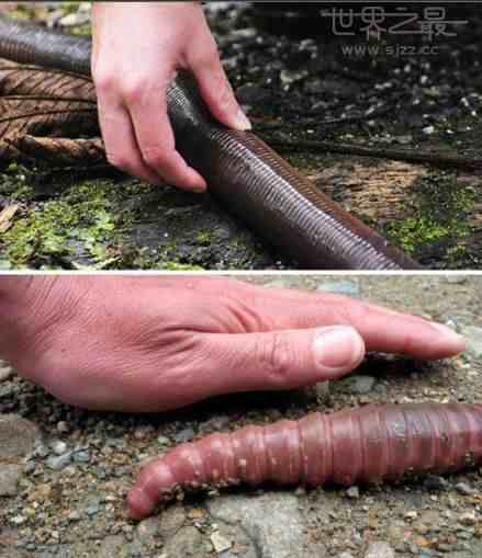 世界上最长的蚯蚓|世界上最长蚯蚓有多长