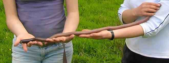 世界上最长的蚯蚓|世界上最长蚯蚓有多长