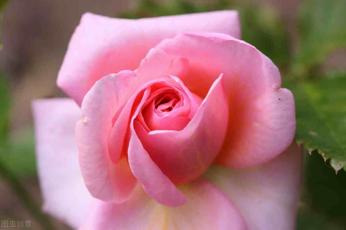 粉红玫瑰花语|粉玫瑰的花语是什么？